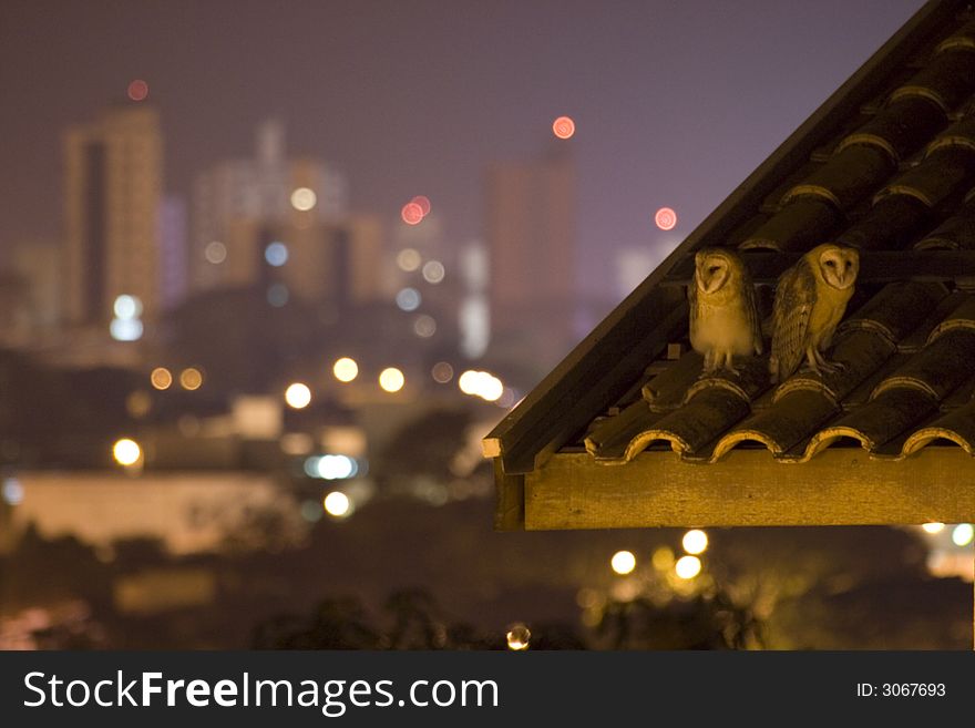 Two owls on the roof with cityscape in background