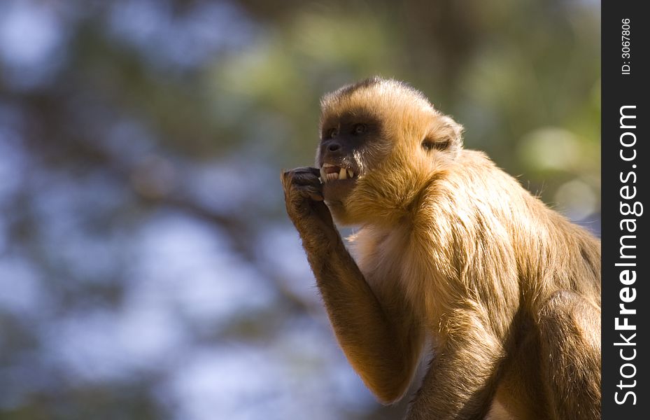 A monkey cleaning his teeth. A monkey cleaning his teeth.