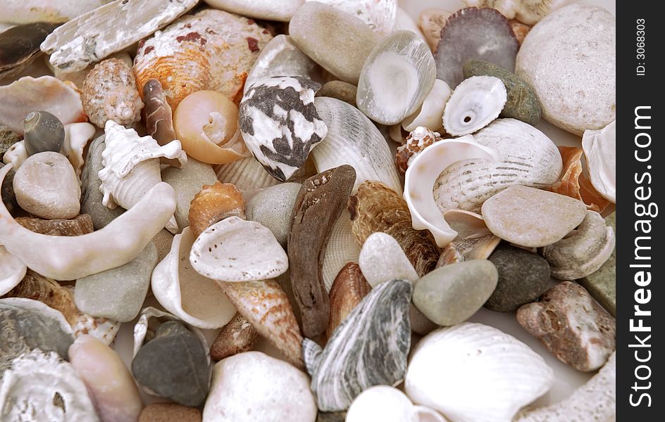 Detail of many assorted sea shells. Suitable for background. Detail of many assorted sea shells. Suitable for background.