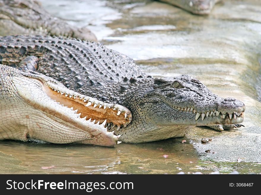 A crocodile snaps its jaws and gets aggressive. A crocodile snaps its jaws and gets aggressive