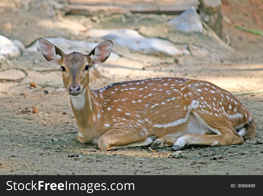 A spotted deer, or chital, native to Indian forests