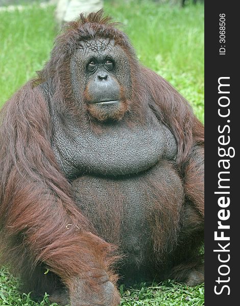 An overweight orangutan sitting on the grass