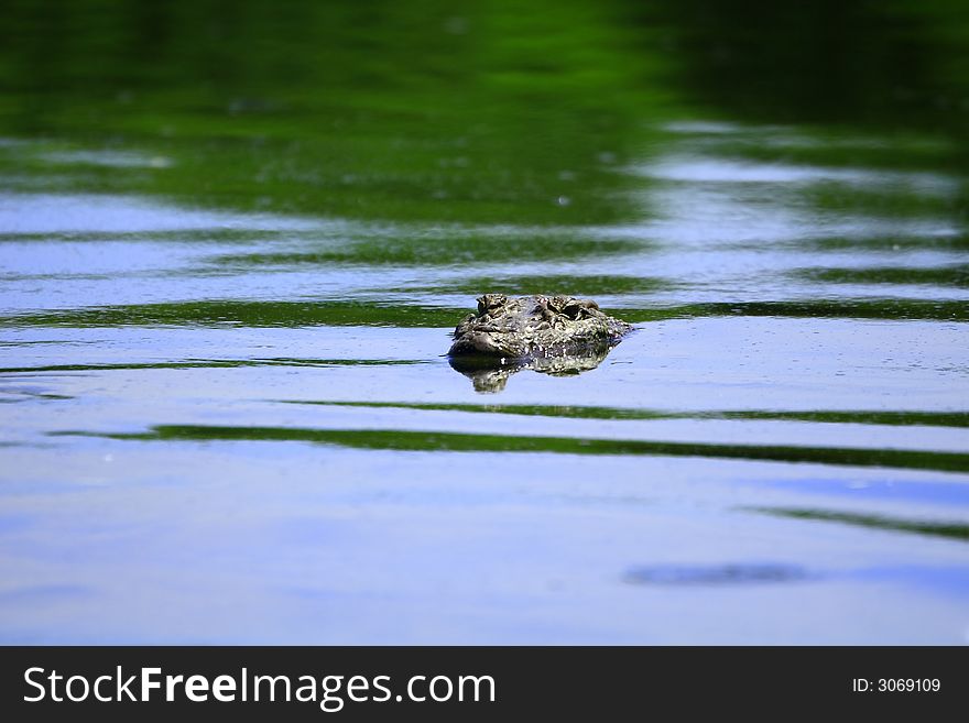 This crocodile was just take out the head out of water, reflection is also visible in the water