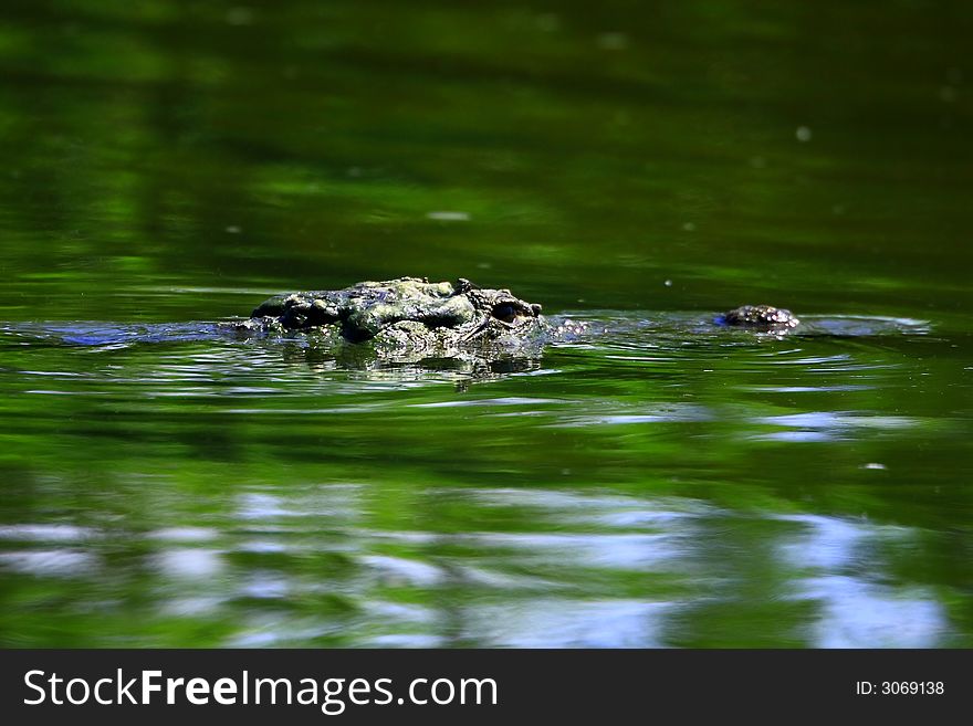 This crocodile was just take out the body and out of water, reflection is also visible in the water. Looking for prey. The Slow and Silent movement is dangerously amazing