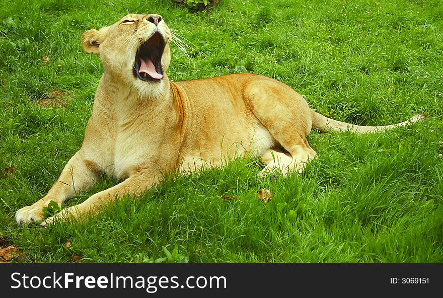This Lionness is Yawning after the food in green meadow. This Lionness is Yawning after the food in green meadow