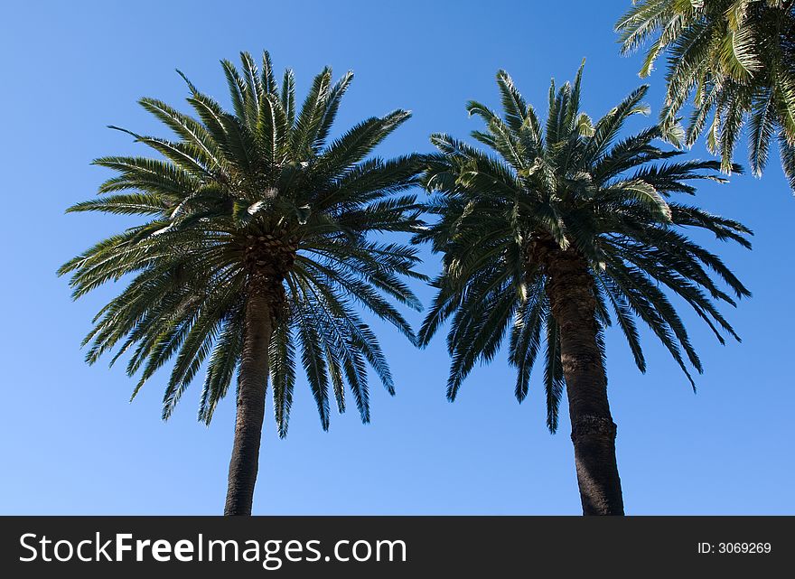 Palm trees on a perfect blue sky day. Palm trees on a perfect blue sky day