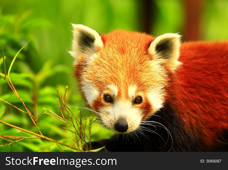 Cute little Red Panda looking for food