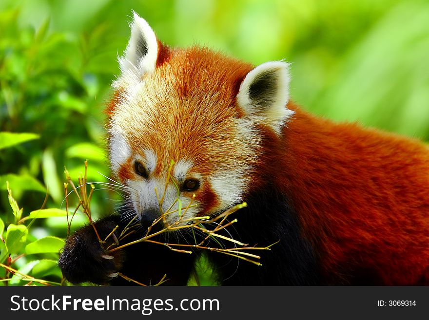Cute little Red Panda looking for food
