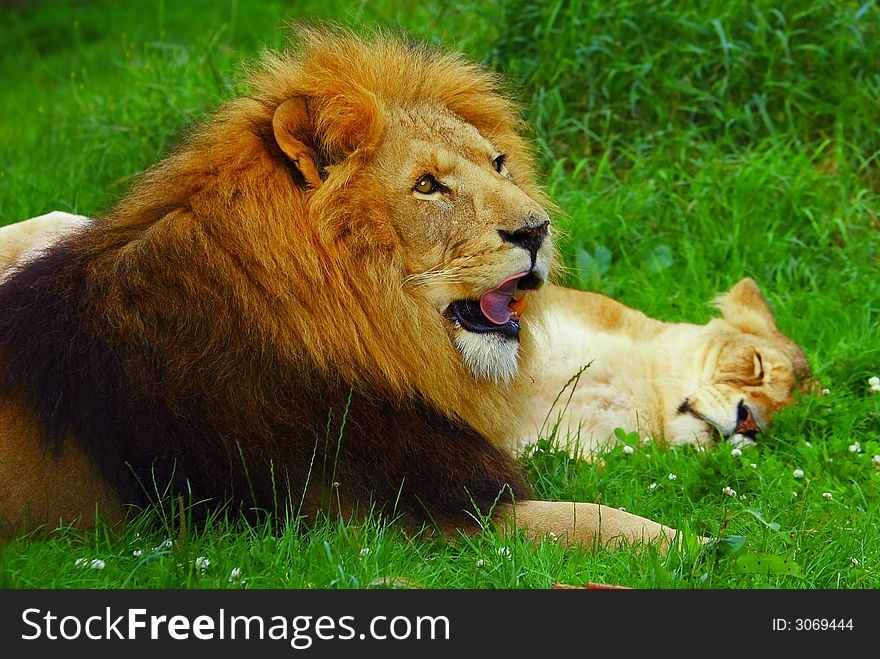 Lion Licking Blood