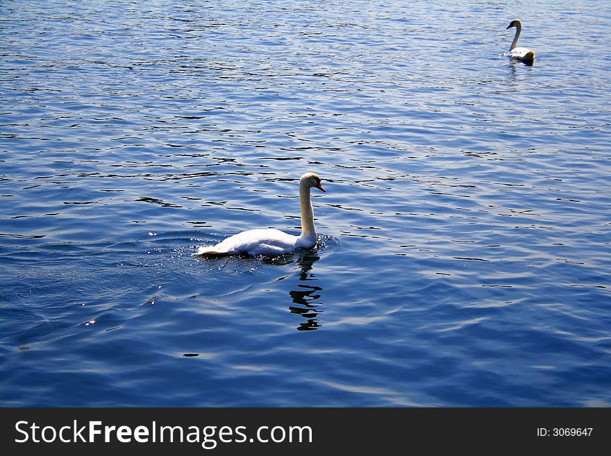Two swans on a lake.