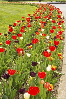 Rows Of Tulips Are In Full Bloom. Royalty Free Stock Images Rows Of Tulips Are In Full Bloom. Royalty Free Stock Images