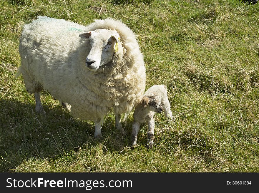 Sheep And Lamb