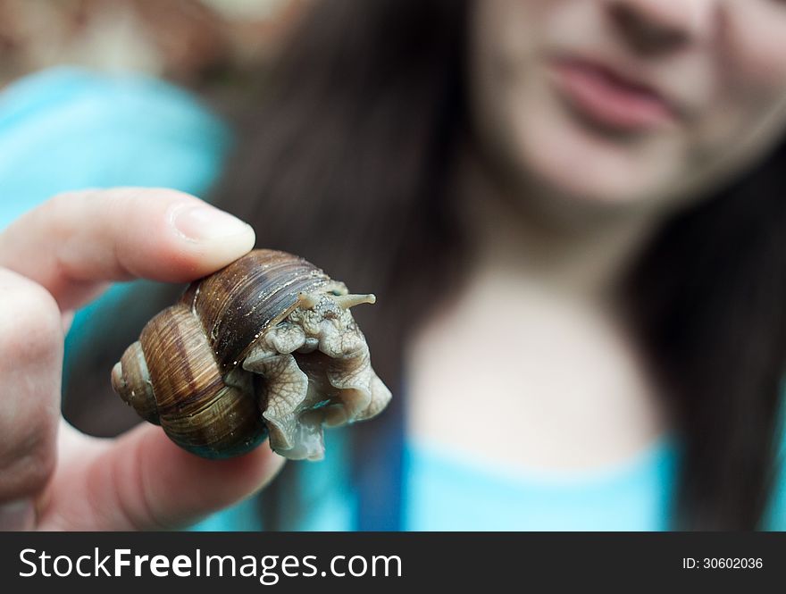 Woman's hand holding a large brown snail. Woman's hand holding a large brown snail