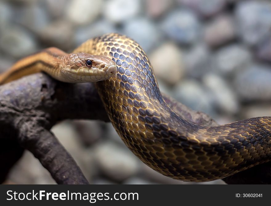Snake In City Zoo