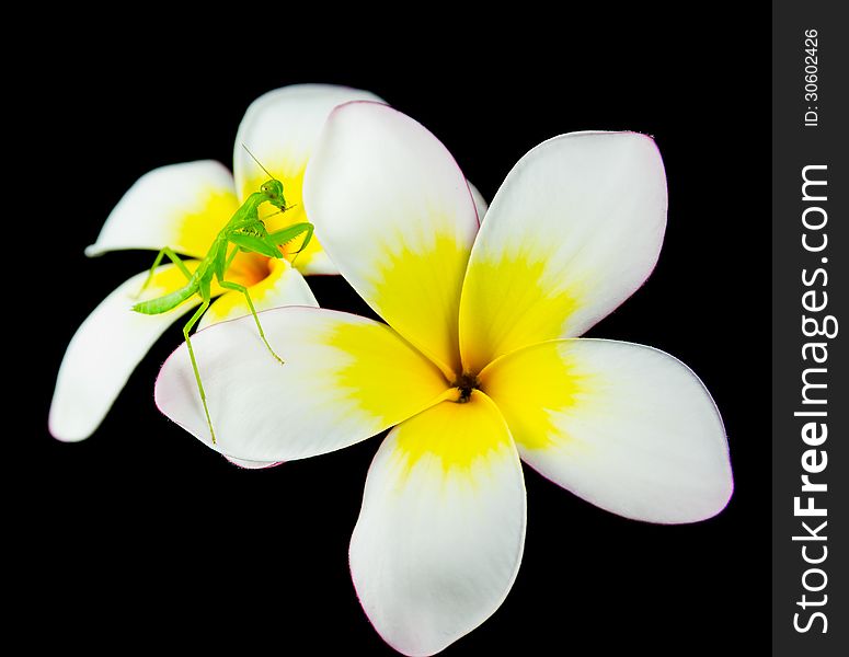 Isolated of Praying Mantis on white flower. Isolated of Praying Mantis on white flower
