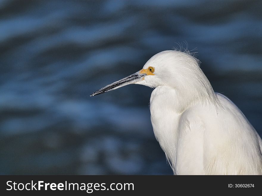 White egret silhouetted against the blue ocean as it watches for fish in the water. Image shows the head, neck and shoulders of this elegant bird. The beak and eye are is sharp focus with the detail of its feathers clearly visible. White egret silhouetted against the blue ocean as it watches for fish in the water. Image shows the head, neck and shoulders of this elegant bird. The beak and eye are is sharp focus with the detail of its feathers clearly visible.
