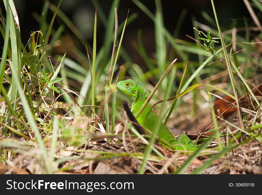 Iguana