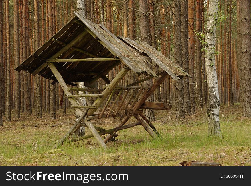 The photograph shows an old pasture to feed wild animals standing in the woods, on a background of tall pines. The photograph shows an old pasture to feed wild animals standing in the woods, on a background of tall pines.