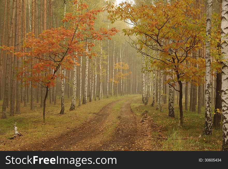 The picture shows autumn in the forest. Runs through the forest forest road. On both sides of the road there are birch and pine. In the foreground are two young oaks, their leaves are withered, have a brown color. Forest is immersed in a light mist. The picture shows autumn in the forest. Runs through the forest forest road. On both sides of the road there are birch and pine. In the foreground are two young oaks, their leaves are withered, have a brown color. Forest is immersed in a light mist.