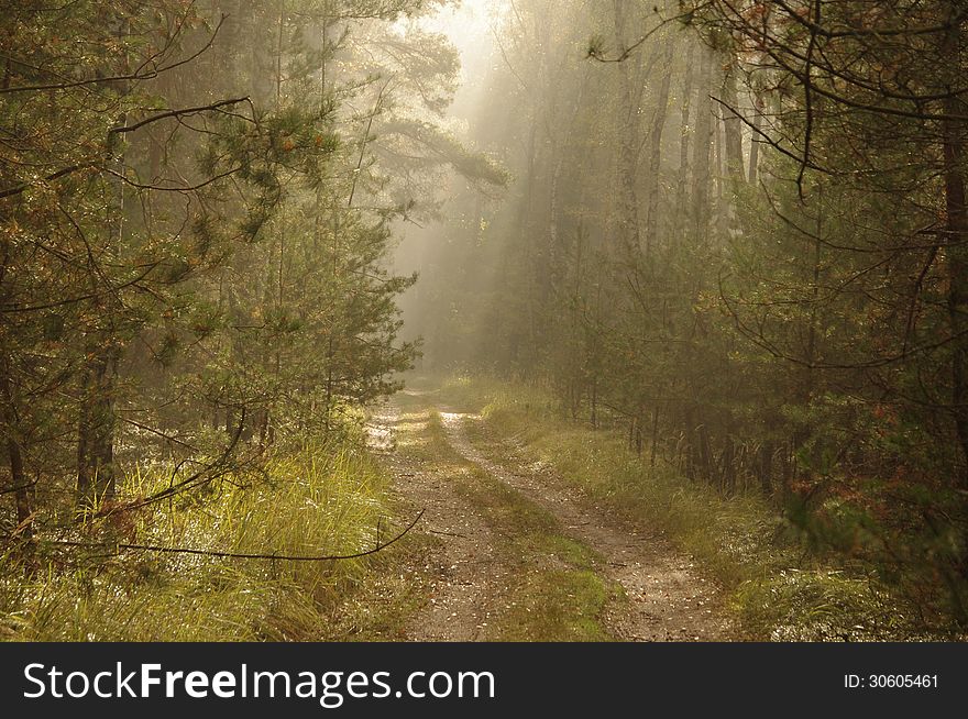 The photograph shows a pine forest in the morning. In the picture we see the forest road, over which rises the fog lightened the sun.