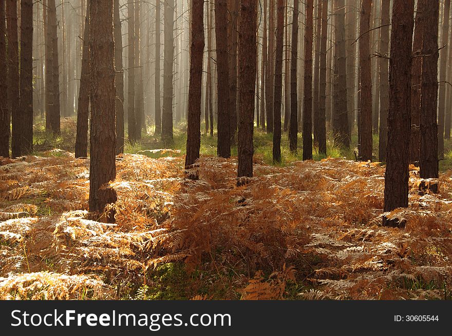 The photograph shows ferns in their natural habitat in the forest. Fern fronds are dried up, the color brown. They are located in a high pine forest. Between the trees hovering mist illuminated by sunlight. The photograph shows ferns in their natural habitat in the forest. Fern fronds are dried up, the color brown. They are located in a high pine forest. Between the trees hovering mist illuminated by sunlight.