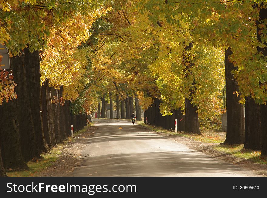 The photograph shows an asphalt road. On both sides of the road and tall oaks. It is autumn. The leaves in the trees took a yellow color. The photograph shows an asphalt road. On both sides of the road and tall oaks. It is autumn. The leaves in the trees took a yellow color.