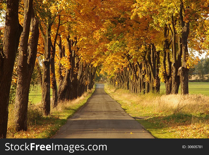 The photograph shows an asphalt road. On both sides of the road and tall oaks. It is autumn. The leaves in the trees took a yellow color. The photograph shows an asphalt road. On both sides of the road and tall oaks. It is autumn. The leaves in the trees took a yellow color.