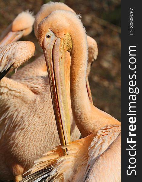 Portrait of pelican in the zoo