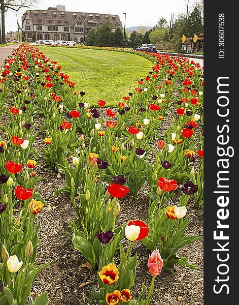 Beautiful Tulip Beds Are In Full Bloom.