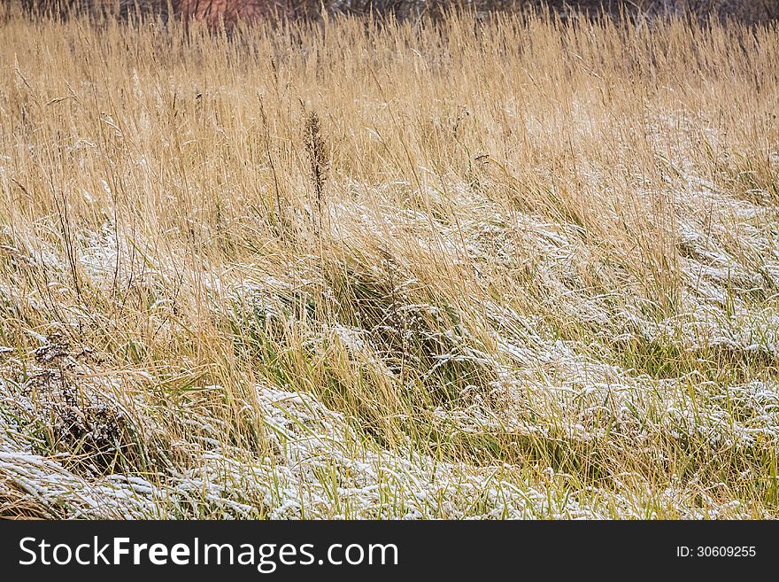 Snow Covered Grass In Meadow