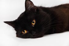 Black Cat Royalty Free Stock Photo Black Cat Royalty Free Stock Photo