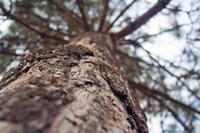 The Bark Of The Tree Close Up Stock Photography