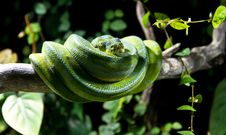 Green Snake Stock Photography