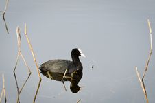 Reflected Coot Royalty Free Stock Photos