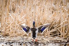 Wings Of Mallard Duck Stock Photos
