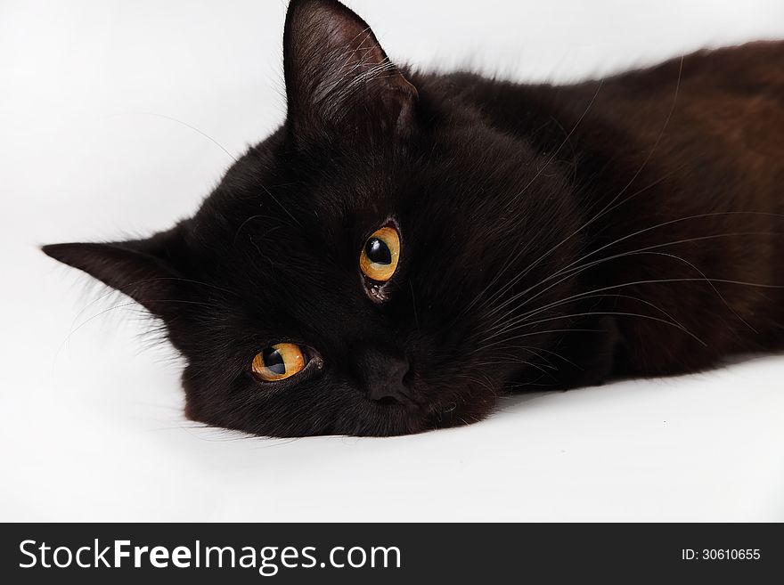 Black cat laying down on white background