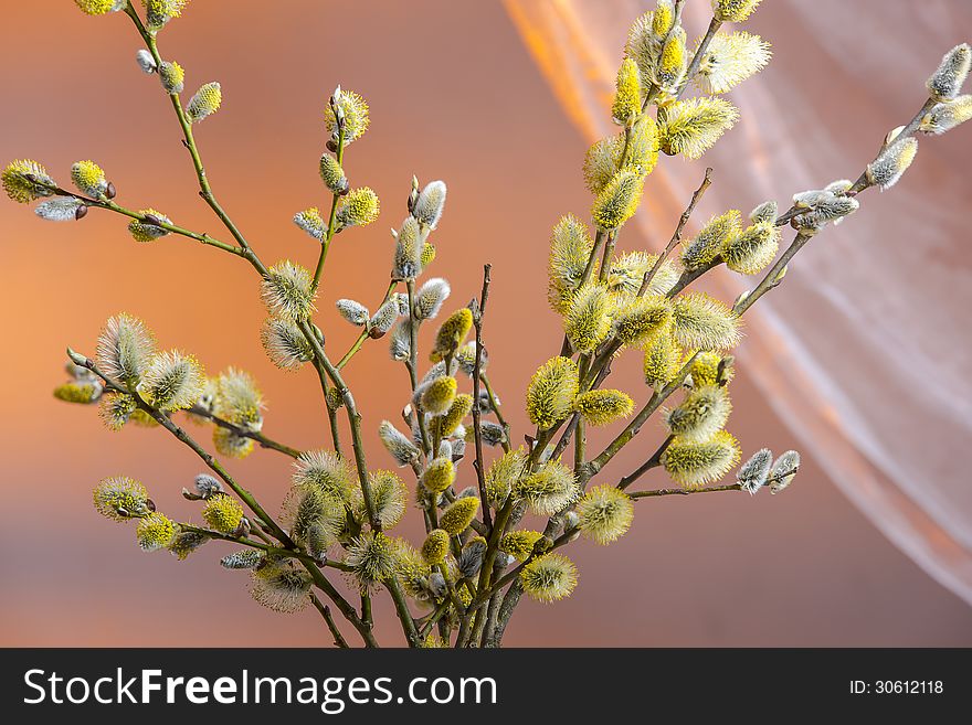 Springtime willow catkins