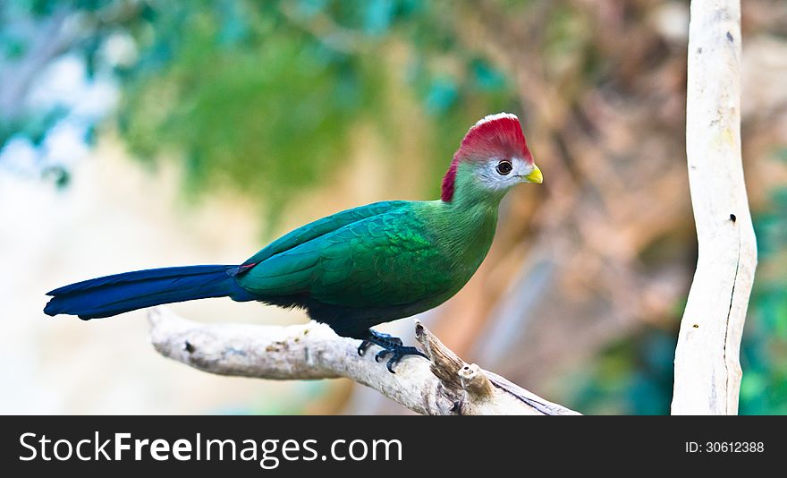 A rare colourful bird sitting on a tree. A rare colourful bird sitting on a tree