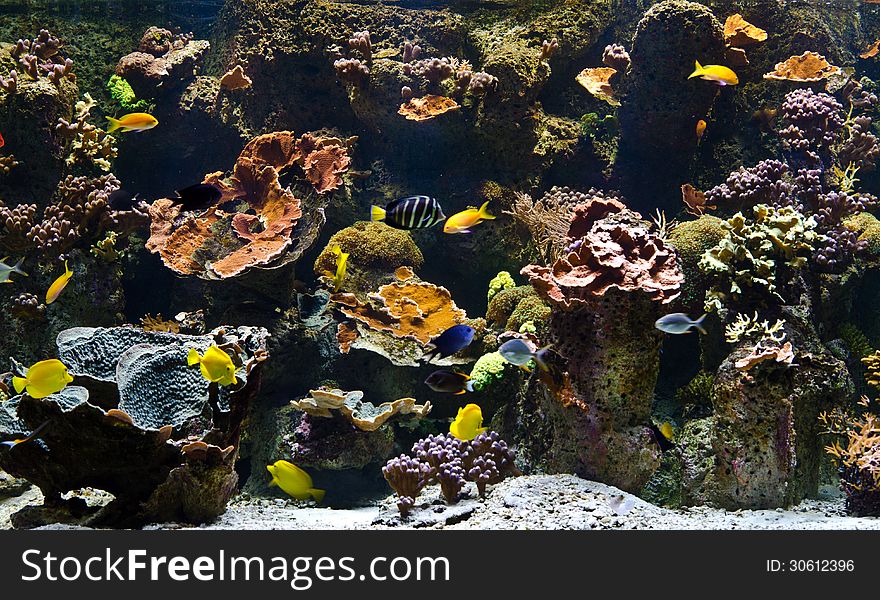 Many colourful tropical fishes in an aquarium. Many colourful tropical fishes in an aquarium