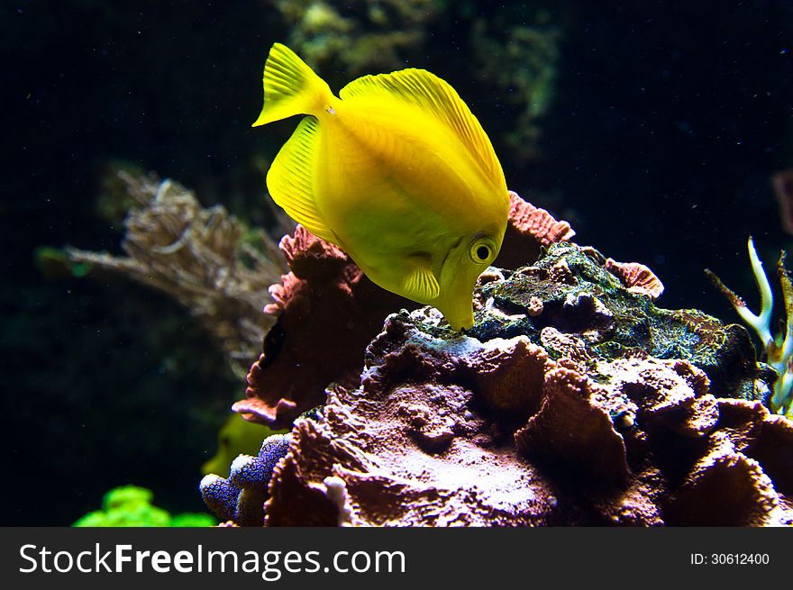 Yellow tang fish in the Sea Hause (Haus des Meeres) in Vienna, Austria