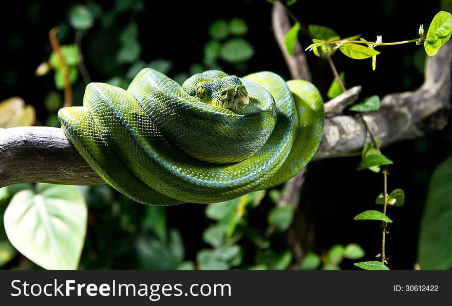 The green snake in the Sea Hause (Haus des Meeres) in Vienna, Austria