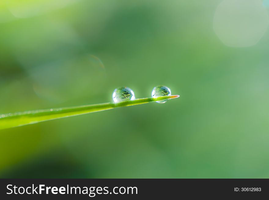 Two drops of dew on grass. Two drops of dew on grass