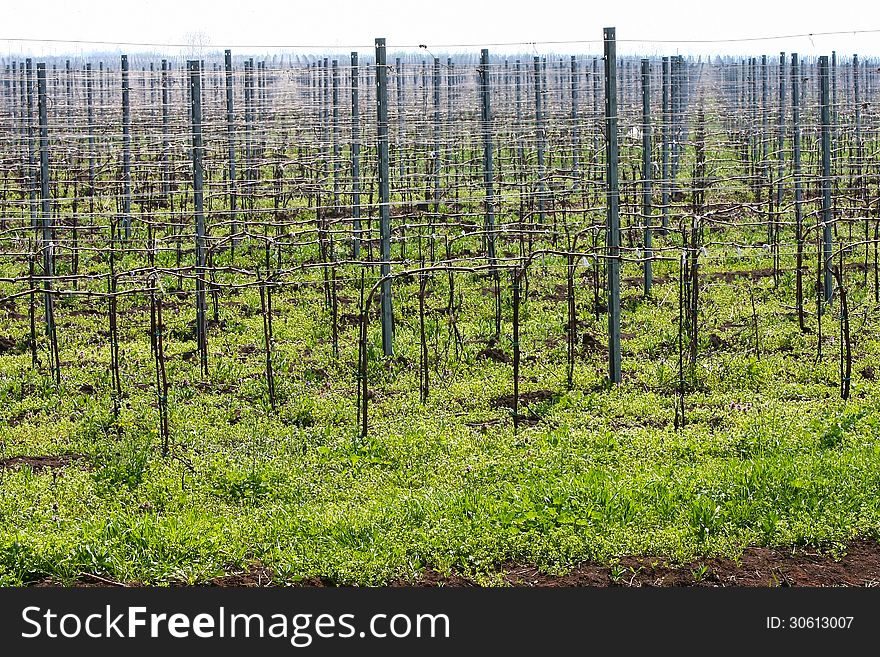 Green vineyard in the countryside