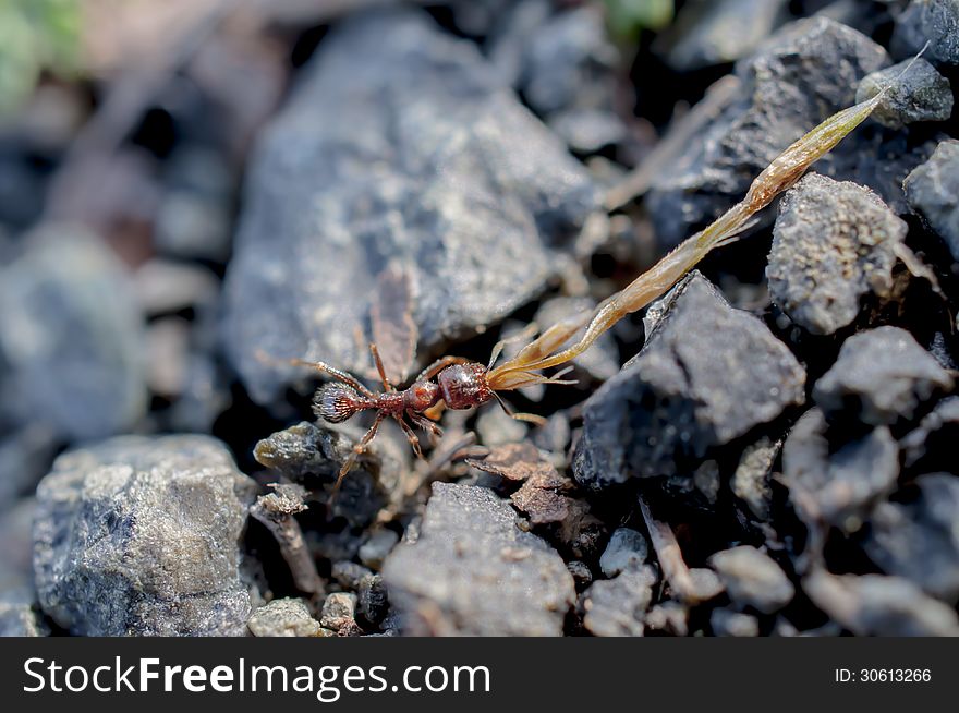 Ant carrying some grass stick