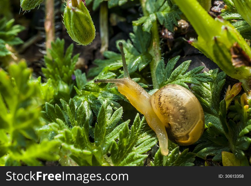 Snail between some green grass. Snail between some green grass