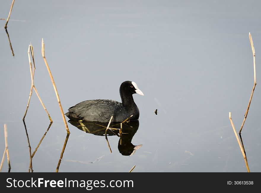Coot with its reflection in a calm pond. Coot with its reflection in a calm pond