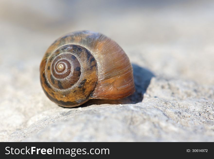 The close-up of snail
