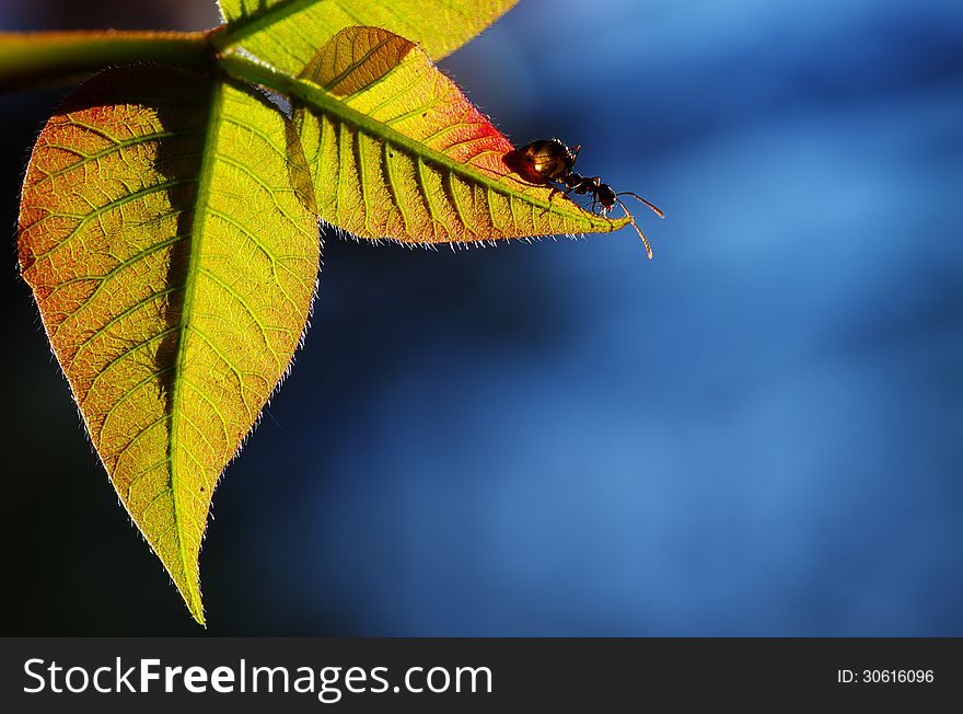 Close-up backlit of ant walking on the edge of new grown leaf.