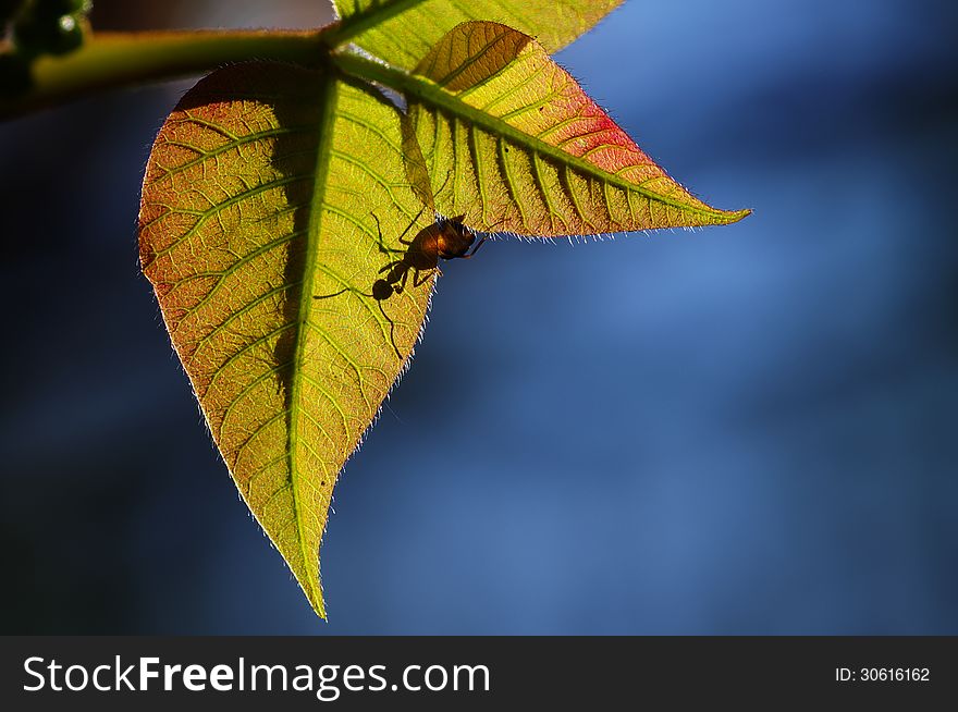 Close-up backlit of two fresh grown leaves and an ant seen through them. Close-up backlit of two fresh grown leaves and an ant seen through them.