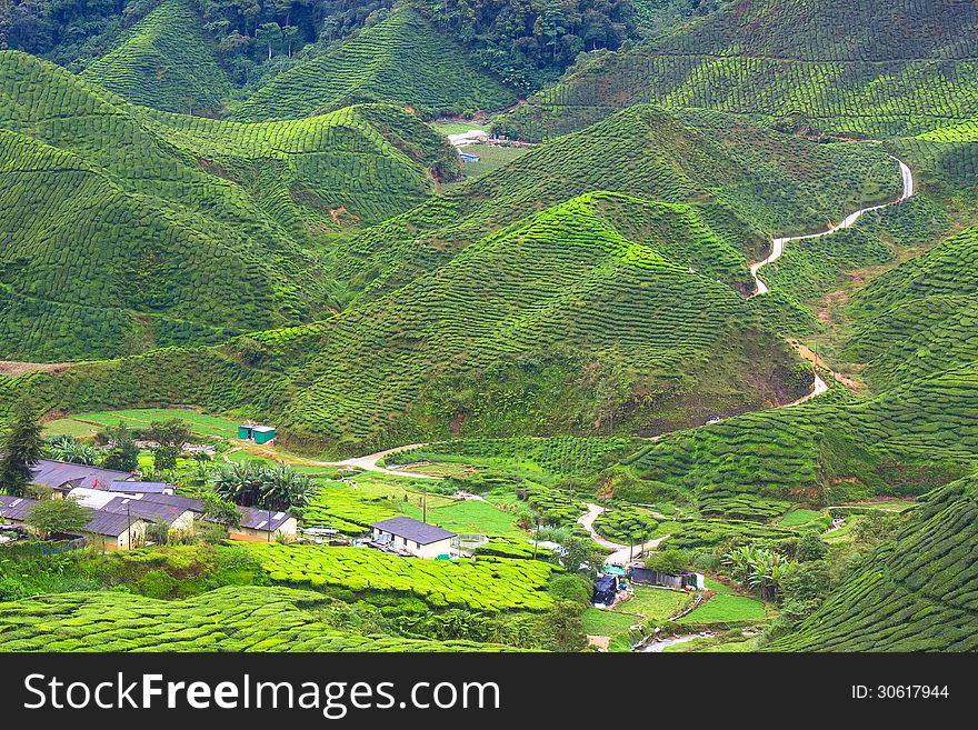 Tea plantation Mountain in malaysia